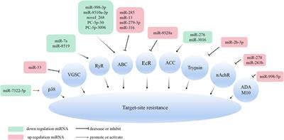 Insights into the role of non-coding RNAs in the development of insecticide resistance in insects